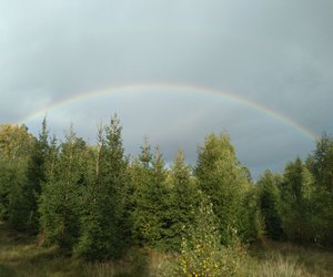 Regenbogen über dem Wald